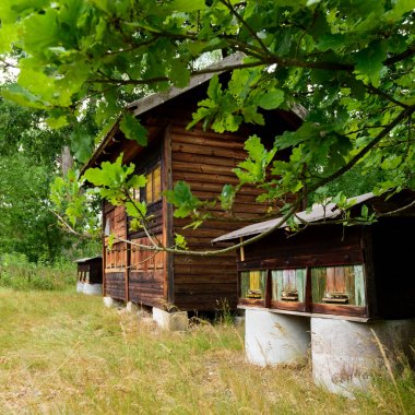 Kuş yuvaları ile şirin antika ahşap arı kovanı