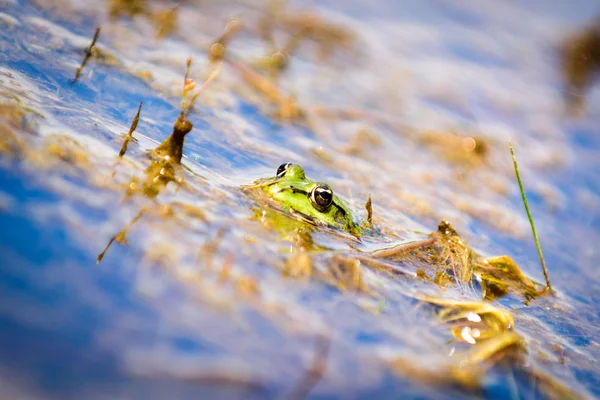 Common European water frog, green frog in its natural habitat, Rana esculenta