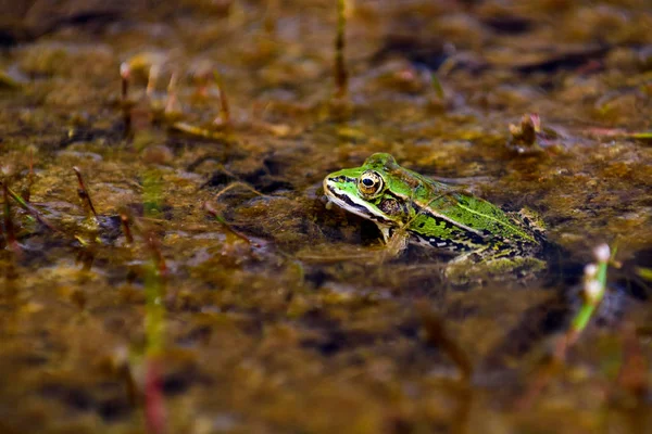 Sapo aquático europeu comum, sapo verde no seu habitat natural, Rana esculenta — Fotografia de Stock