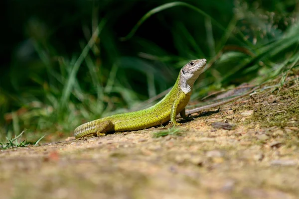 Lagarto verde europeu Lacerta viridis, fêmea — Fotografia de Stock