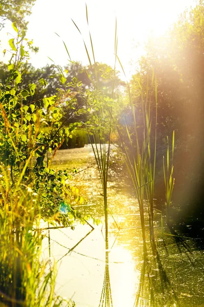 黄金の太陽、静かな風景で美しい養魚池 — ストック写真