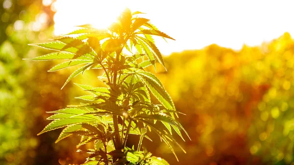 Planta de canábis em luz dourada de verão, fundo de maconha com chama de lente — Fotografia de Stock