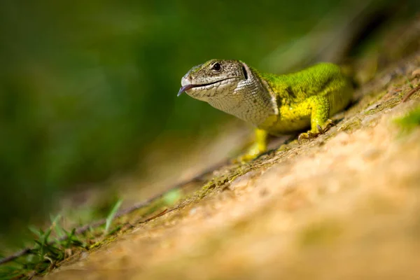 유럽 녹색 도마뱀 도마뱀 풀, 여성 — 스톡 사진