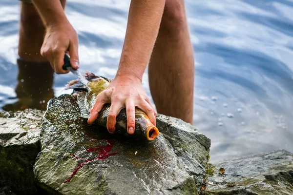 Pêcheur filetant des carpes d'eau douce fraîchement pêchées, pêcheur et ses captures — Photo