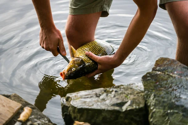 Pêcheur filetant des carpes d'eau douce fraîchement pêchées, pêcheur et ses captures — Photo