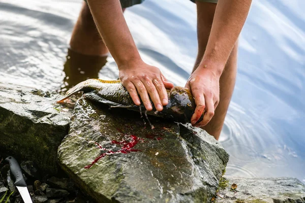 Pêcheur détenant des carpes d'eau douce fraîchement pêchées, pêcheur et ses captures — Photo