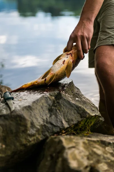 Pêcheur détenant des carpes d'eau douce fraîchement pêchées, pêcheur et ses captures — Photo