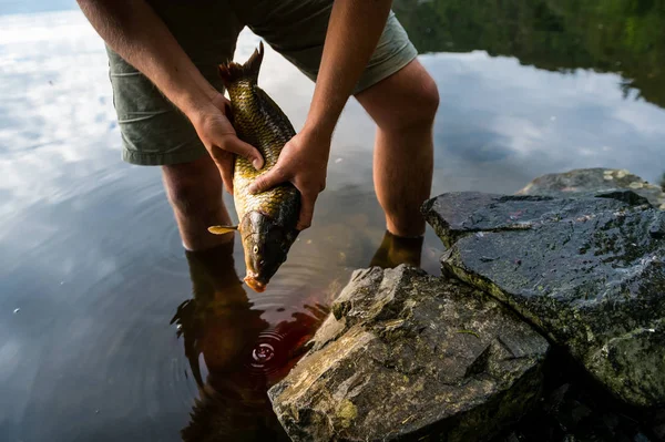 Fiskare som håller färsk fångad sötvatten karp, fiskare och hans fångst — Stockfoto