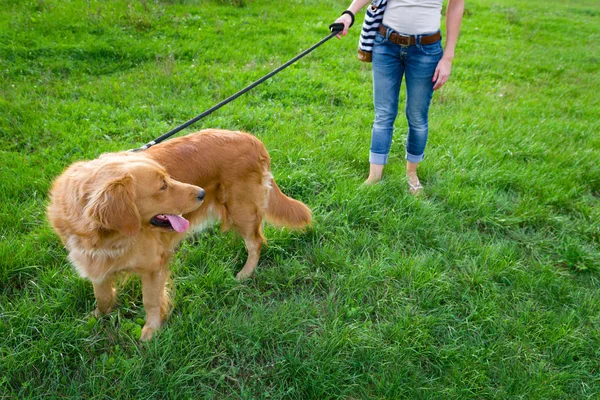 Unrecognisable şık genç kadın ve onun aile evde beslenen hayvan köpek golden retriever. — Stok fotoğraf