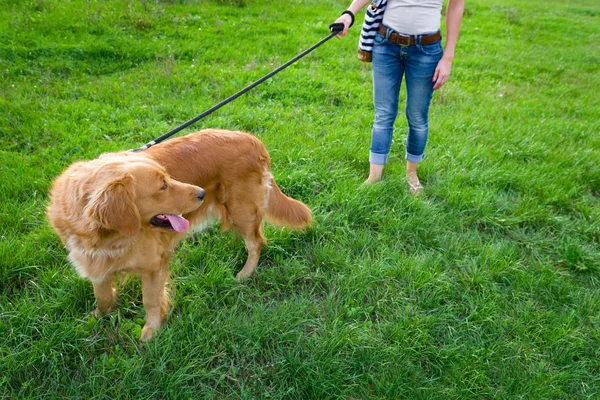 Onherkenbare stijlvolle jonge vrouw en haar familie huisdier hond golden retriever. — Stockfoto