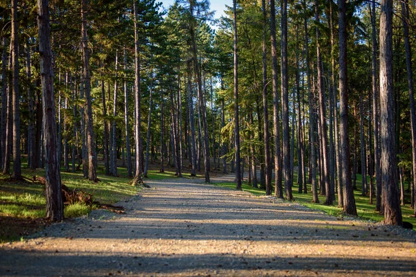 Sentiero escursionistico attraverso una bellissima foresta rurale in Slovacchia — Foto Stock