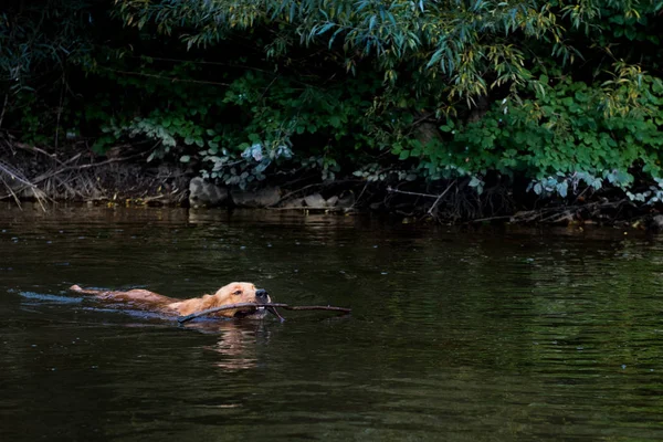 Golden retriever retrieving a stick from water — Stock Photo, Image
