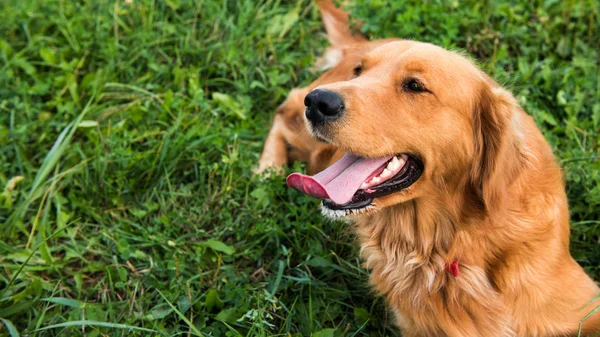 Golden retriever dog. Gorgeous pet dog lying down on grass, with tongue sticking out, looking away from camera