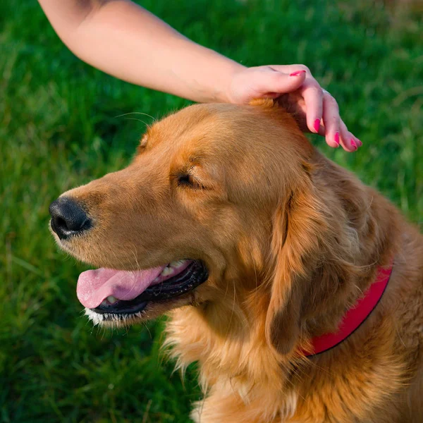 Mujer y su perro mascota de la familia golden retriever. Mano humana acariciando hermoso perro mascota . —  Fotos de Stock