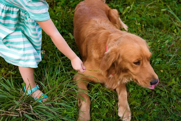 Preschool meisje speelt met haar schattige huisdier hond golden retriever — Stockfoto