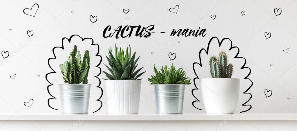 Collection of various cactus and succulent plants in different pots. Unusual potted cactus house plants concept.