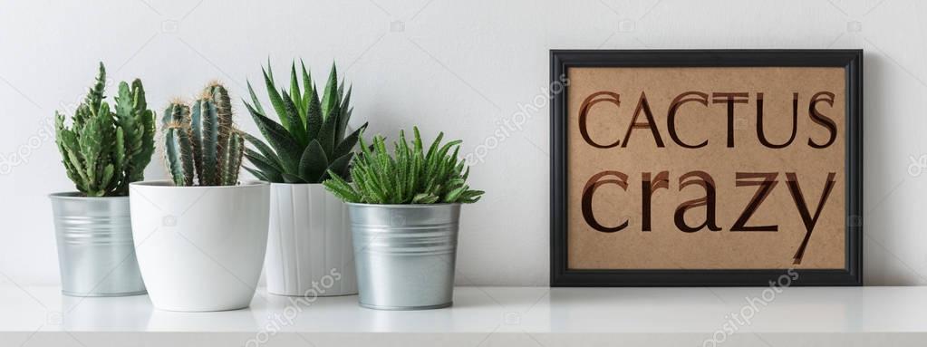 Modern room decoration. Various cactus and succulent plants in different pots. Mock-up with a black frame. Cactus crazy concept.