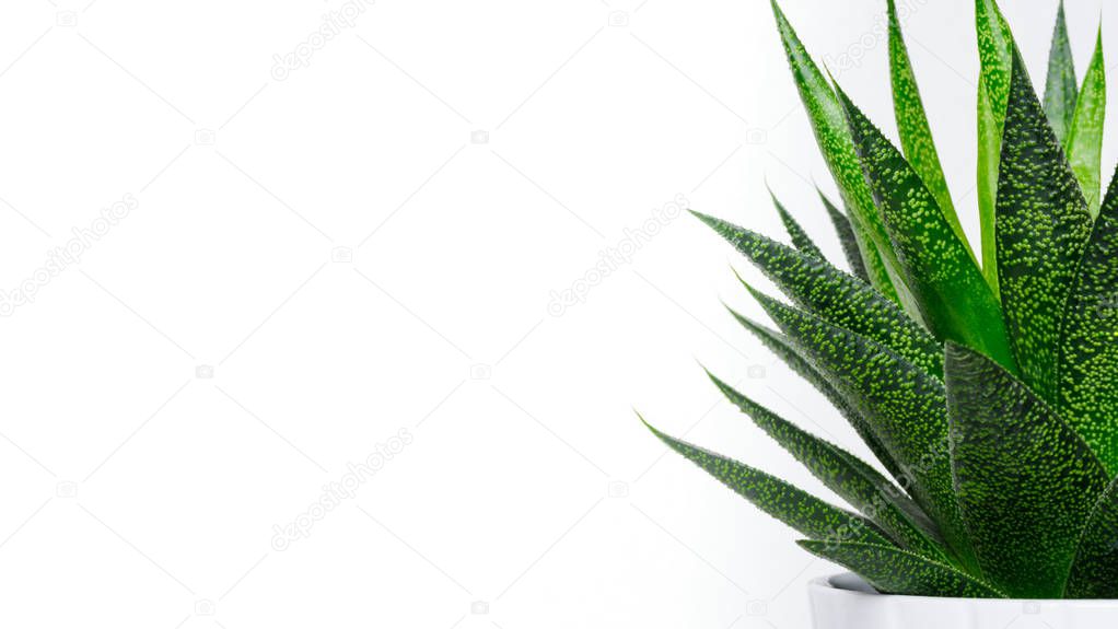 Succulent plant close up. Succulent house plant isolated on white background, web banner with copy space.