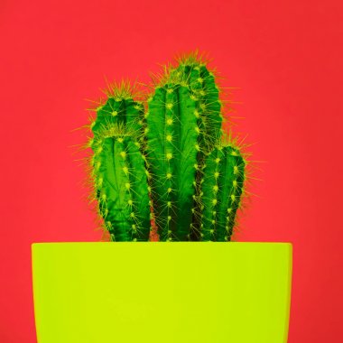 Trendy canlı neon renkli en az arka plan ile kaktüs bitki. Kaktüs tesisi kapatın. Moda stil kaktüsler kavramı.