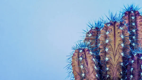 Tendance Néon Violet Bleu Fond Minimal Couleur Avec Plante Cactus — Photo