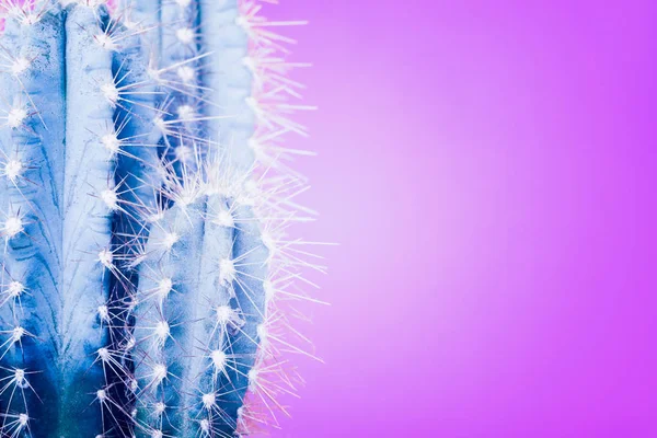 Trendy Neon Purple Blue Coloured Minimal Background Cactus Plant Cactus — Stock Photo, Image