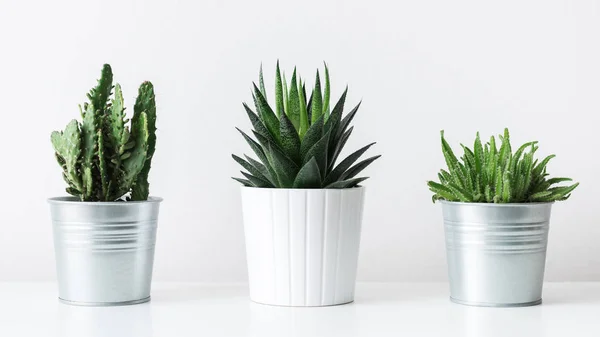 Coleção Vários Cactos Plantas Suculentas Diferentes Vasos Plantas Casa Cacto — Fotografia de Stock