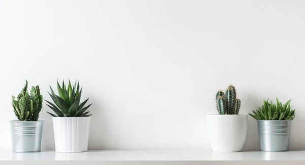 Collection Various Cactus Succulent Plants Different Pots Potted Cactus House — Stock Photo, Image