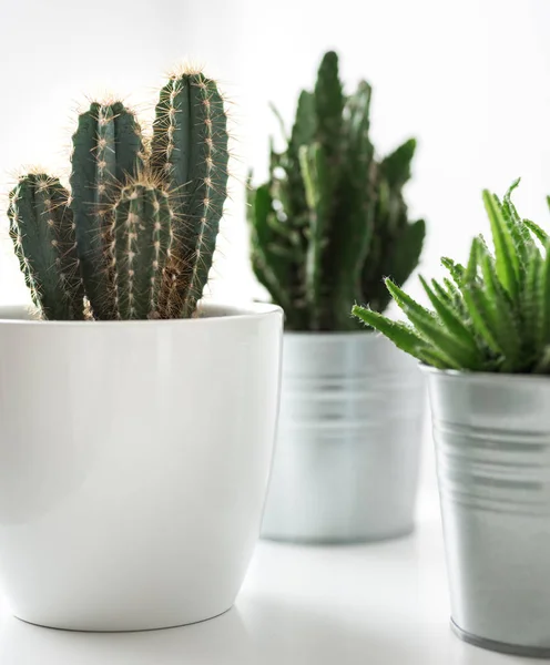 Varie Piante Cactus Succulente Vasi Diversi Vicino Moderna Decorazione Della — Foto Stock