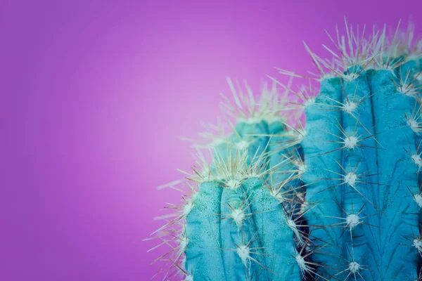 Модний Неоновий Фіолетовий Синій Кольоровий Мінімальний Фон Рослиною Кактуса Рослина — стокове фото