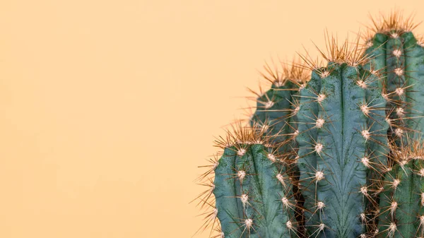 Plante Cactus Referme Fond Minimal Jaune Tendance Avec Plante Cactus — Photo