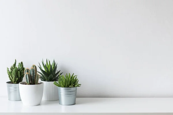 Verzameling Van Verschillende Cactus Sappige Planten Verschillende Potten Verpotte Cactus — Stockfoto