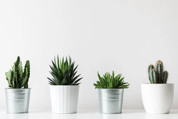 Coleção Vários Cactos Plantas Suculentas Diferentes Vasos Plantas Casa Cacto — Fotografia de Stock