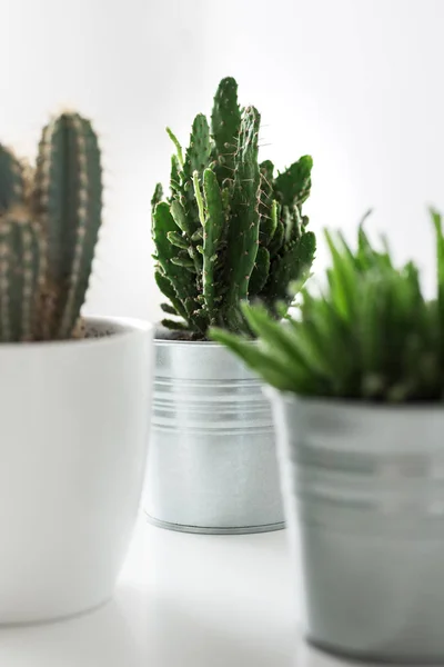 Varie Piante Cactus Succulente Vasi Diversi Vicino Moderna Decorazione Della — Foto Stock