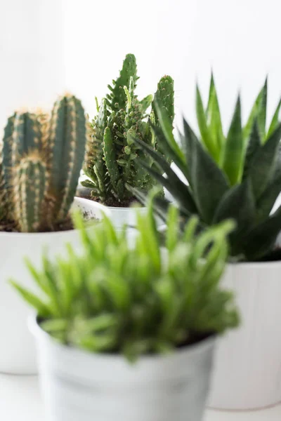 Várias Fábricas Cacto Suculentas Potes Diferentes Fecham Decoração Moderna Quarto — Fotografia de Stock