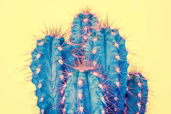 Plante Cactus Referme Tendance Couleur Pastel Mode Exotique Pop Fond — Photo