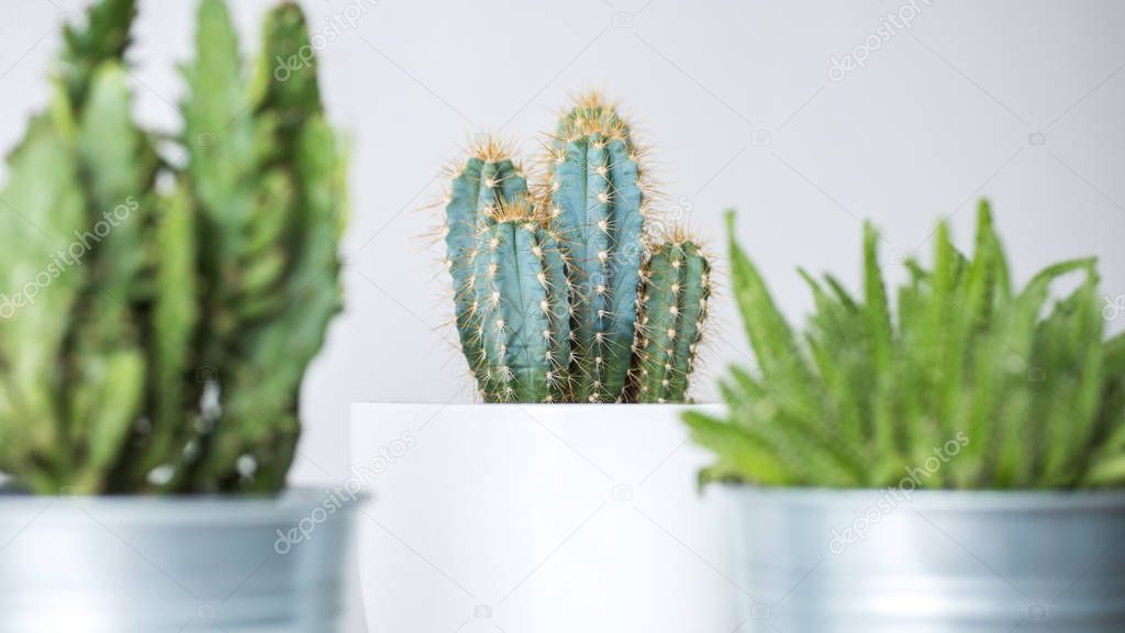 Collection of various cactus and succulent plants in different pots. Potted cactus house plants against white wall.