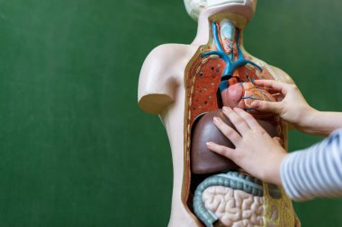 Bir lise öğrencisi anatomisi biyoloji dersinde öğrenme bir kalp bir yapay insan vücudu model içinde koyarak, yakın çekim.