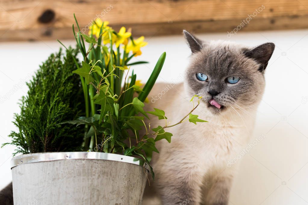 Cute playful blue eyed siamese kitten sniffing potted spring flowers. Adopt a pet, friend for life, concept.