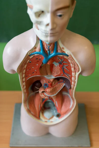 Kunstmatige Menselijk Lichaam Model Biologie Klasse Anatomie Onderwijs Steun Onderwijs — Stockfoto