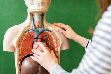 Bir lise öğrencisi anatomisi biyoloji dersinde öğrenme bir kalp bir yapay insan vücudu model içinde koyarak, yakın çekim.