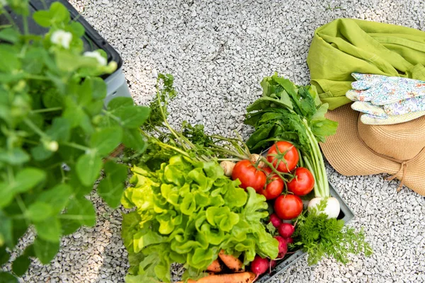 Caisse Pleine Légumes Fraîchement Récoltés Chapeau Paille Gants Dans Jardin — Photo