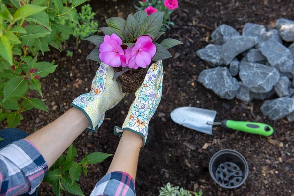 Onherkenbare Vrouwelijke Tuinman Bedrijf Van Een Bloeiende Plant Klaar Worden — Stockfoto