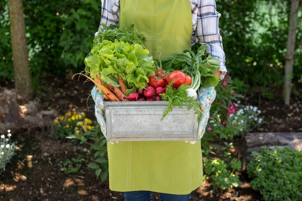 Campesina Irreconocible Sosteniendo Cajón Lleno Verduras Recién Cosechadas Jardín Concepto — Foto de Stock