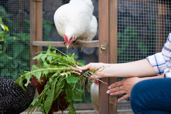 Unrecognisable Woman Feeding Her Free Range Chickens Egg Laying Hens — Stock Photo, Image