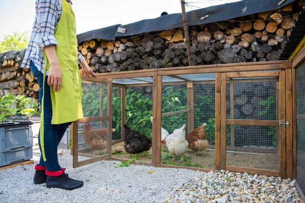 Mujer Irreconocible Alimentando Sus Pollos Campo Libre Gallinas Ponedoras Huevos — Foto de Stock