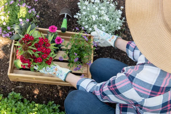 Unrecognizable Female Gardener Holding Wooden Crate Full Flowers Ready Planted — Stock Photo, Image