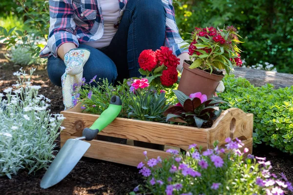 Femme Jardinière Méconnaissable Tenant Une Caisse Bois Pleine Fleurs Prêtes — Photo