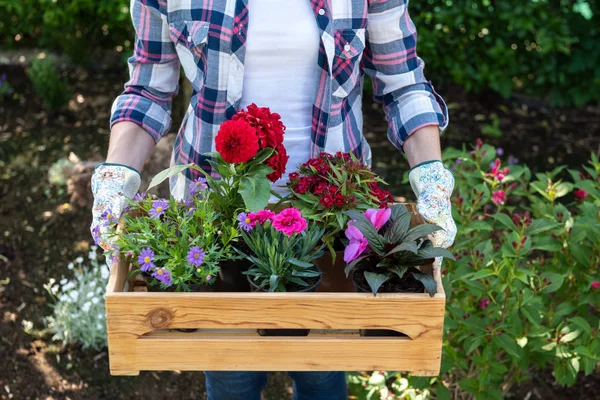 Joven Jardinero Femenino Sosteniendo Una Caja Madera Llena Flores Lista — Foto de Stock