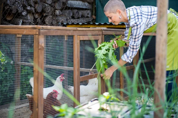 Mujer Joven Alimentando Sus Pollos Campo Libre Gallinas Ponedoras Huevos — Foto de Stock