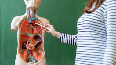 İnsan vücudu anatomisi öğretim, iç organları açıklamak için yapay vücut modeli kullanarak genç kadın öğretmen Biyoloji sınıfında. Kan damarları sisteme işaret parmak.